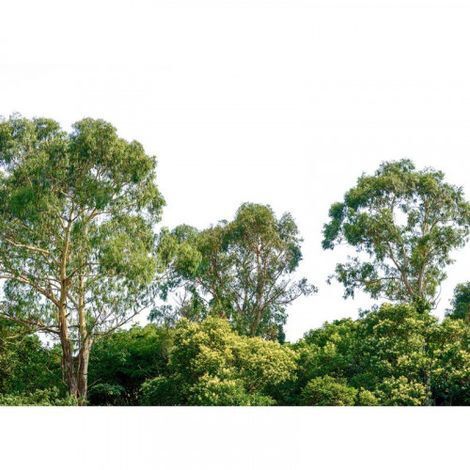 Papier peint panoramique forêt parfait pour salon Tapisserie panoramique arbre vert Papier peint panoramique nature original