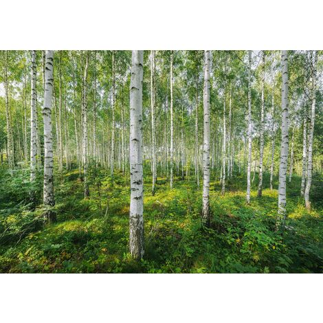 papier peint panoramique forêt vert  - Komar