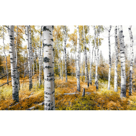 Papier peint panoramique naturel Bois de Trembles Colorés