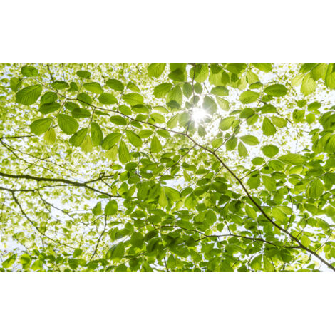 Papier peint panoramique naturel Dans la Forêt de Printemps