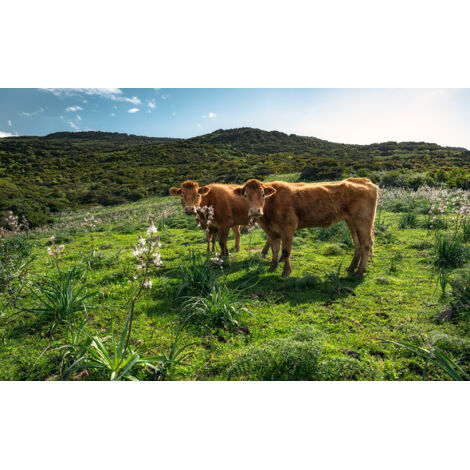 Papier peint panoramique naturel Paradis des Vaches