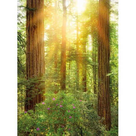 Papier peint panoramique naturel Redwood