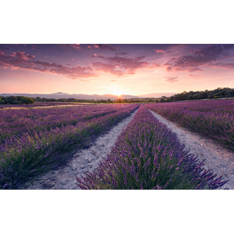 Papier peint panoramique naturel Rêve de Lavande