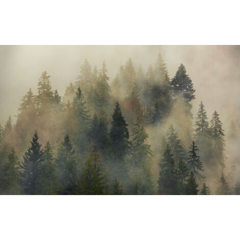 Papier peint panoramique naturel Sapin Mystique
