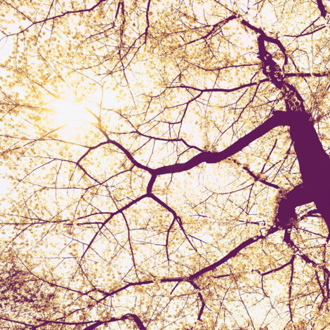 Papier peint panoramique naturel Soleil