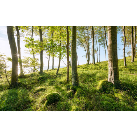 Papier peint panoramique naturel Spectacle Enchanteur de Hêtres