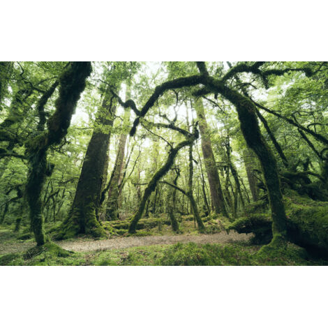 Papier peint panoramique naturel Vert Ancien