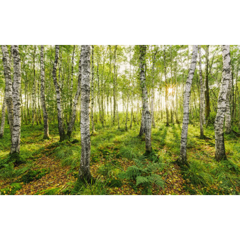 Papier peint panoramique naturel,romantique Bouleaux