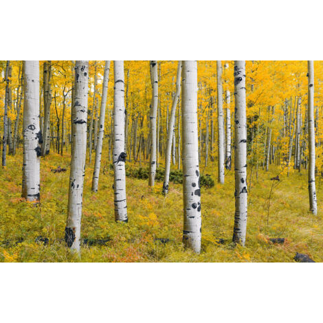 Papier peint panoramique naturel,rustique Forêt Orange