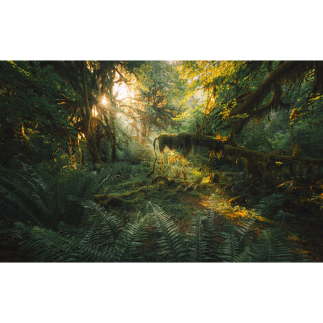 Papier peint panoramique naturel,rustique Hall des Mousses