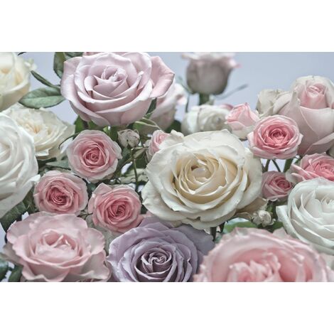 papier peint panoramique roses rose, violet et blanc  - Komar