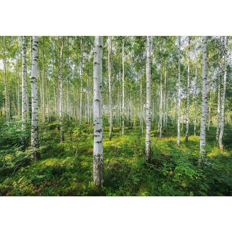 Komar - papier peint panoramique forêt vert