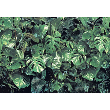 Photo murale de Komar - Verdure - Taille: 368 x 254 cm - vert