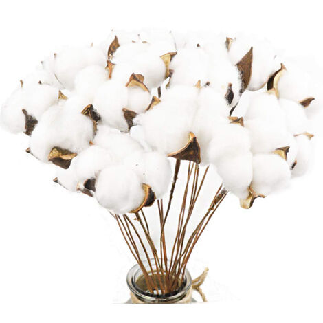 Paquet de 20 tiges de coton blanc vraiment naturel branche de fleurs séchées pour la décoration de mariage de meubles floraux antiques de style ferme
