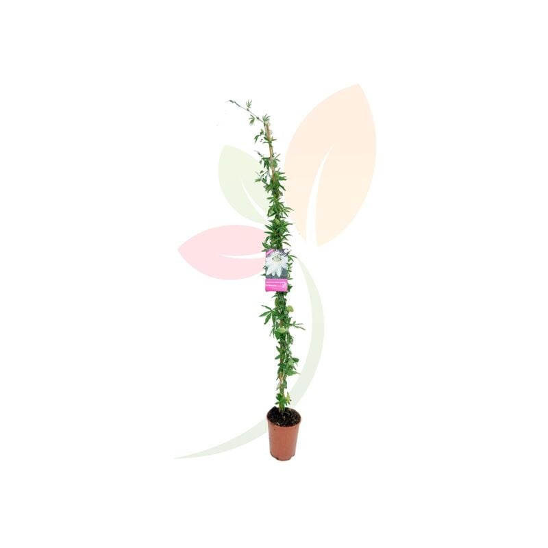 

Pasiflora Snow Queen