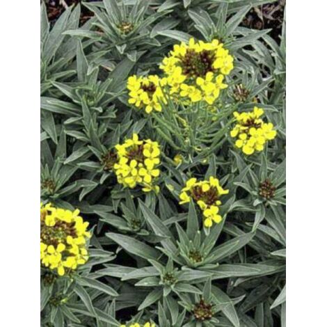 Passerage des montagnes 'Berggold' Godet de 8/9 cm