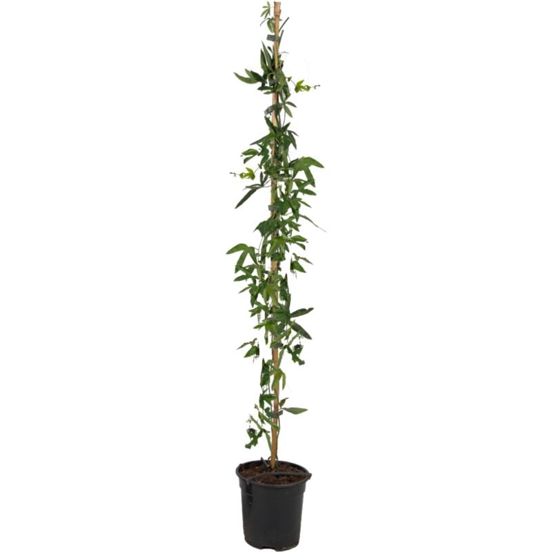 Plant In A Box - Passiflora 'Caerulea' xl - Passiflore - Jardin - ⌀17 cm - Hauteur 110-120 cm - Violet