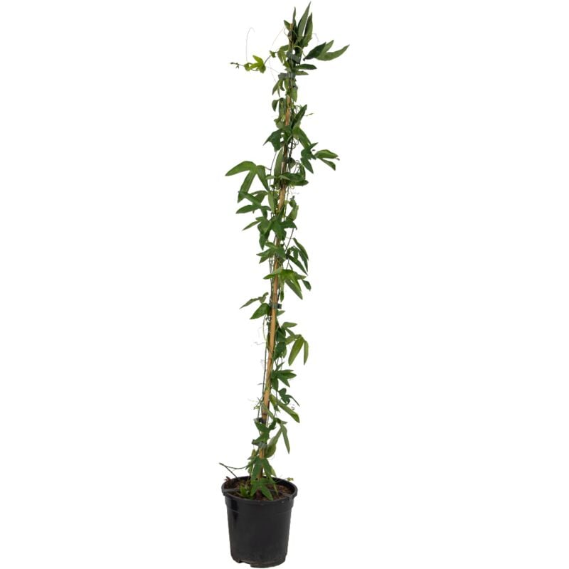 Plant In A Box - Passiflora 'Constance Elliot' xl - Passiflore - ⌀17cm - Hauteur 110-120cm - Blanc