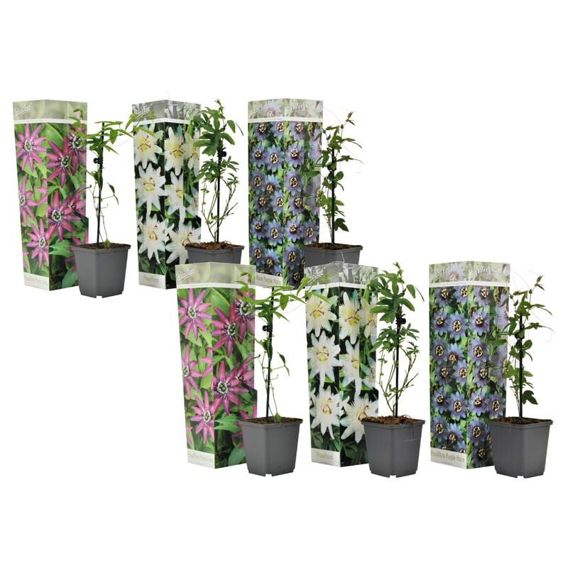 Plant In A Box - Passiflora - Mélange de 6 - Plante grimpante - Pot 9cm - Hauteur 25-40cm - Violet
