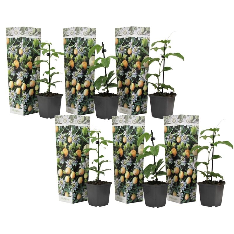 Plant In A Box - Passiflora Edulis - Mélange de 6 - Plantes grimpante - Pot 9cm - Hauteur 25-40cm - Violet