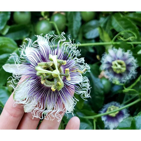 Passiflora Edulis v17