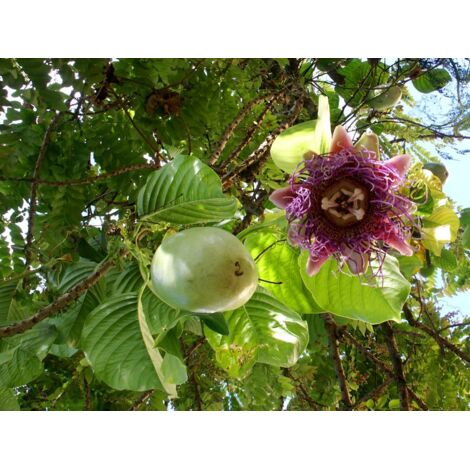 PASSIFLORA quadrangularis PLANT H 130CM photos réelles gros fruits