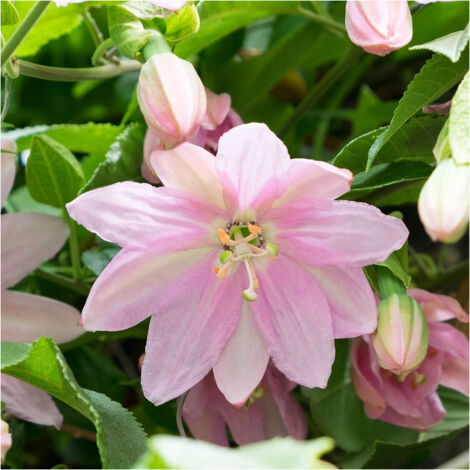Passiflore Anna Flora/Godet - 5/20 cm