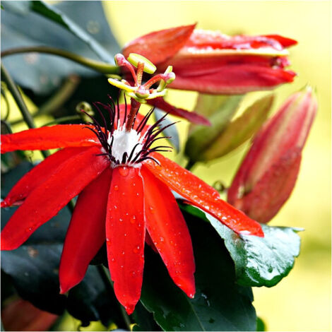 Passiflore antioquiensis/Godet - 5/20 cm