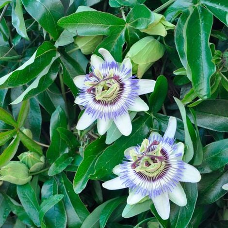 JAVOY PLANTES Passiflore bleue - passiflora caerulea 3L