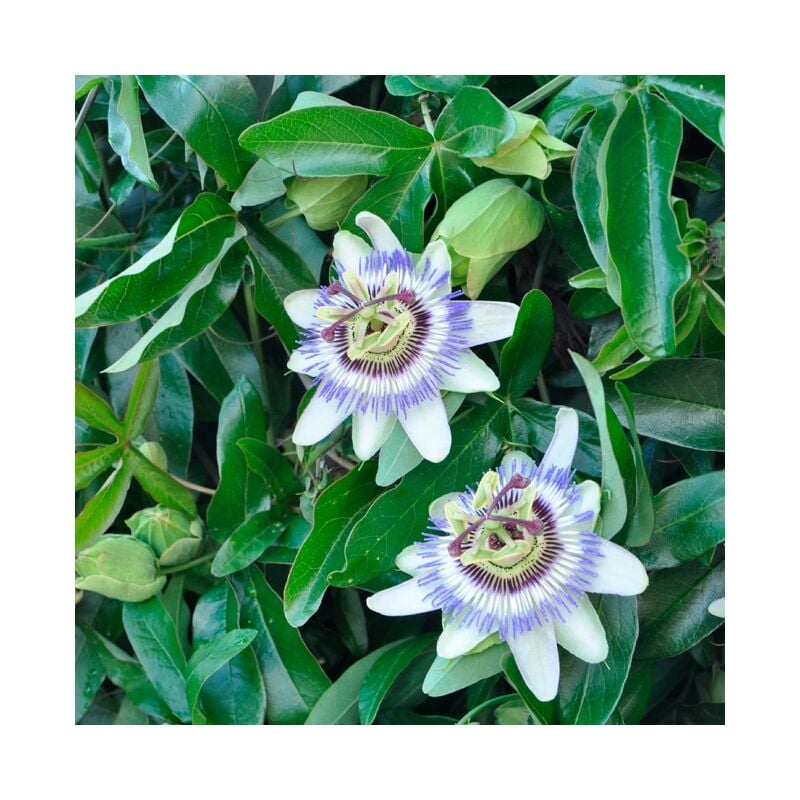 Passiflore bleue - passiflora caerulea 3L