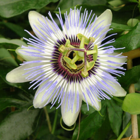 Passiflore caerulea Clear Sky®