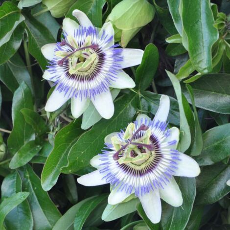 Passiflore 'Caerulea' - Conteneur 3L
