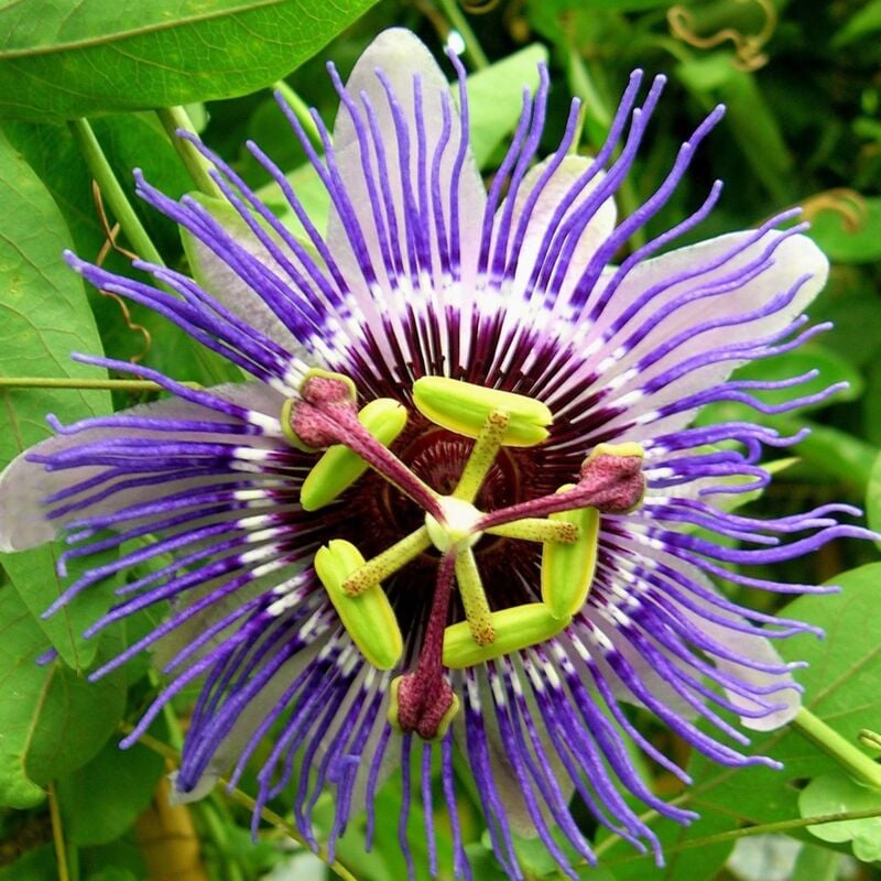 Passiflore caerulea Purple Haze/Pot de 3L - Bleue