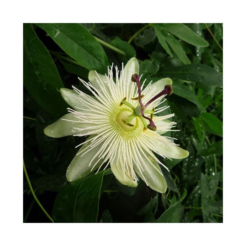 Javoy Plantes - Passiflore 'Constance Elliot' - passiflora caerulea 3L