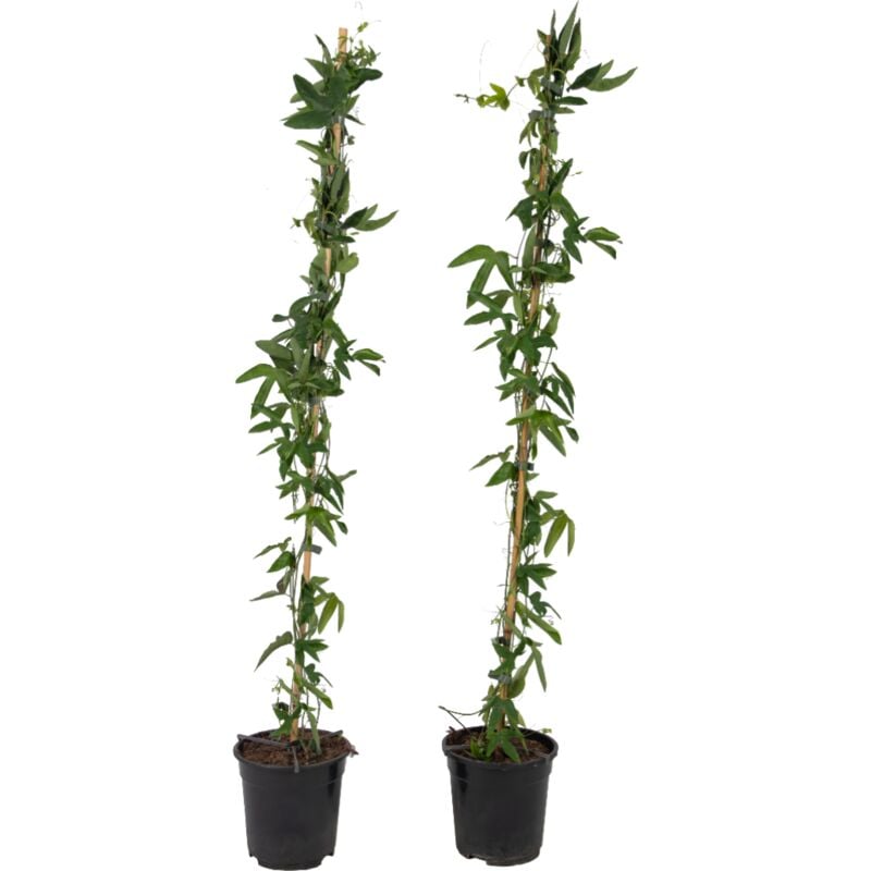 Plant In A Box - Passiflore 'Constance Elliot' xl - 2 pièces - Passiflore - ⌀17 cm - H120 cm - Blanc