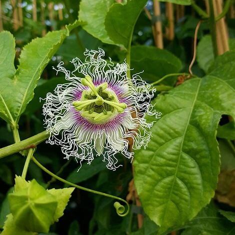 Passiflore 'Edulis' - Grenadille - passiflora 3L