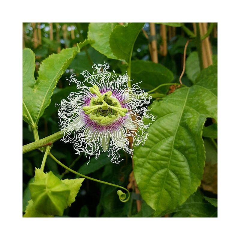 Javoy Plantes - Passiflore 'Edulis' - Grenadille - passiflora 3L