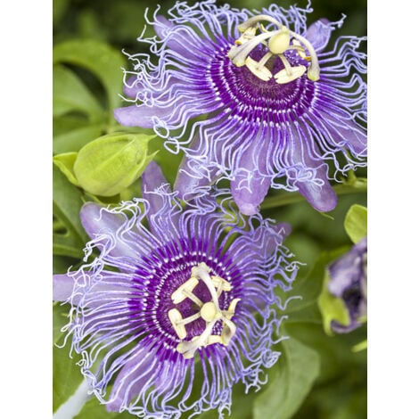 LE JARDIN DU PIC VERT Passiflore 'Eia Popeia' Pot de 2L/3L