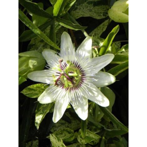 Passiflore, Fleur de la passion 'Clear Sky®' Pot de 1,5L/2L