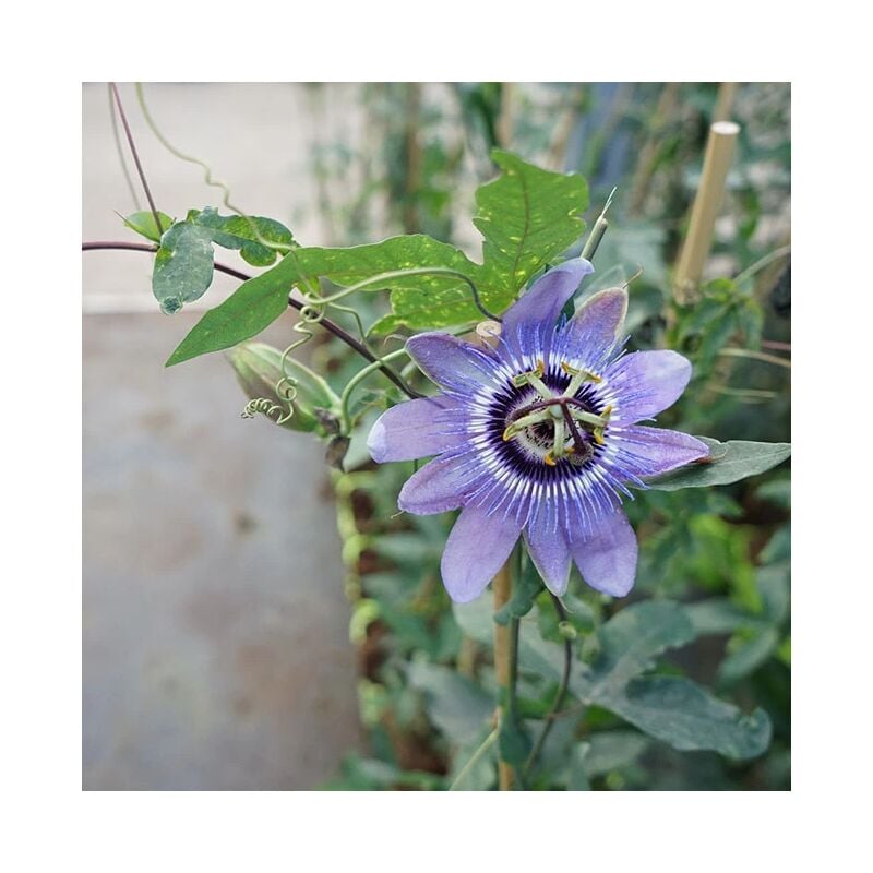 Passiflore 'Lady Betty Myles Young' - passiflora 3L