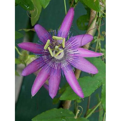 Passiflore 'Lavender  Lady' Pot de 2L/3L, Livré en hauteur 50/60cm