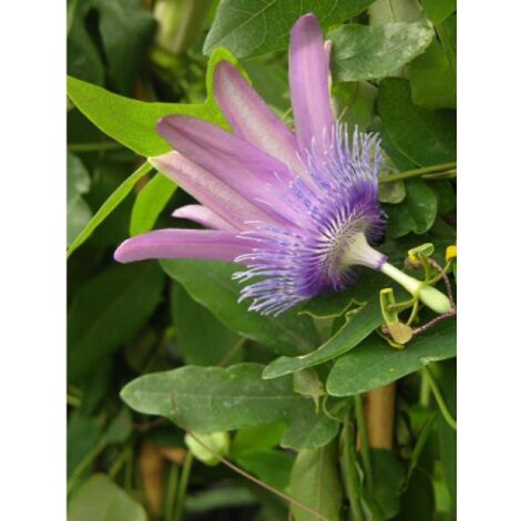 Passiflore 'Purple Passion®' Pot de 2L/3L, Livré entre 80/100 cm