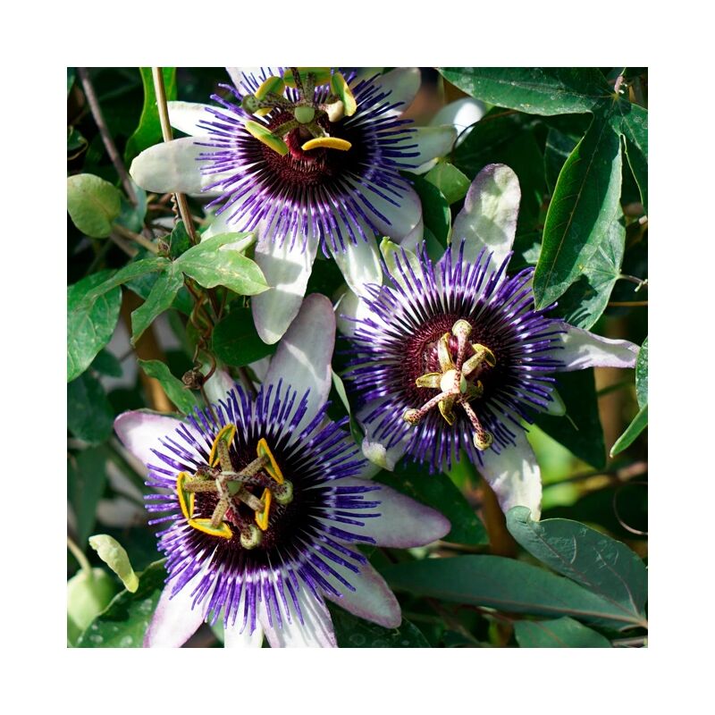 Javoy Plantes - Passiflore riverside® Damsel's Delight' - passiflora 3L