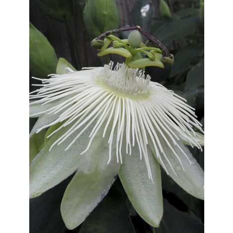 Passiflore 'Snow Queen' Pot de 2L/3L 60/70cm