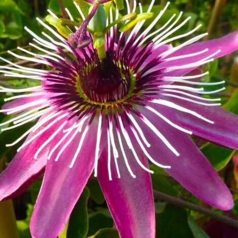 Passiflore 'Victoria' - Conteneur 3L - Echelle