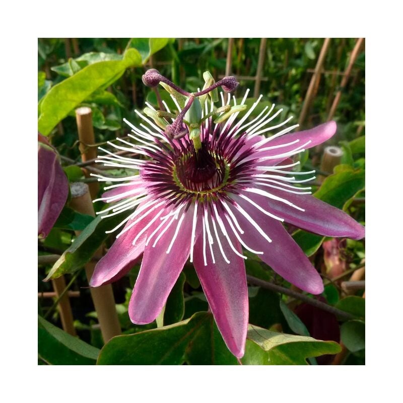 Javoy Plantes - Passiflore 'Victoria' - passiflora 3L