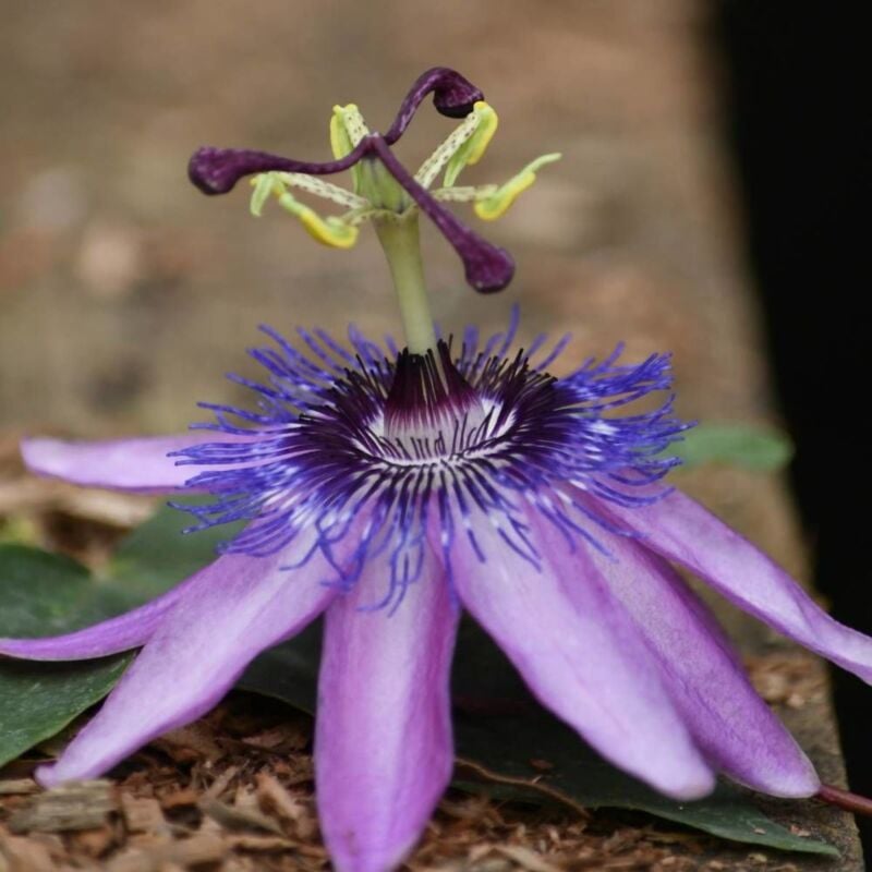 Passiflore x belotii Purple passion®/Godet - Rose