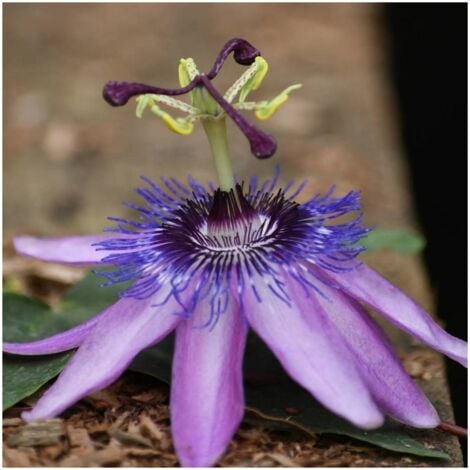 Passiflore x belotii Purple passion®