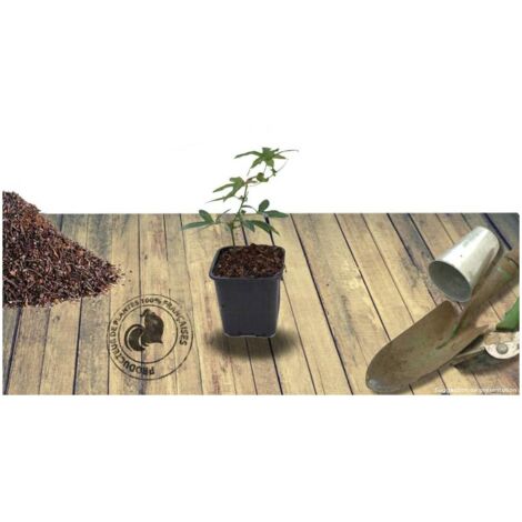 Passiflore x RIVERSIDE® Snow Queen®