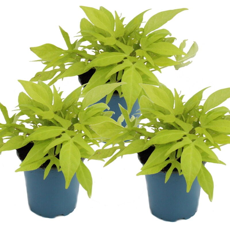 Exotenherz - Patate douce - parterre et plante de balcon - Ipomoea batatas - 12cm - set de 3 plantes - vert clair